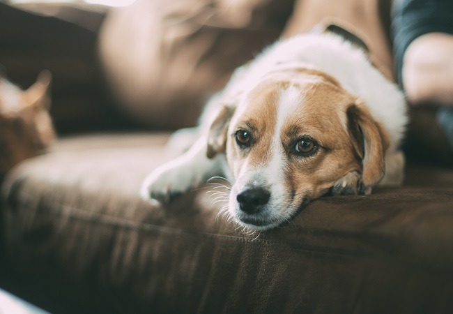 Como manter a limpeza do estofado mesmo com cachorro?