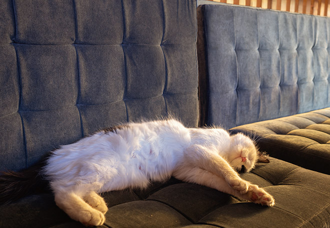 Como limpar sofá de veludo: 5 dicas infalíveis!